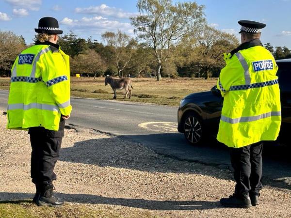 新森林：数百人被抓到藐视时速40英里的限速