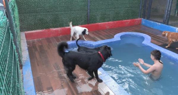 开斋节期间，宠物旅馆挤满了毛茸茸的朋友