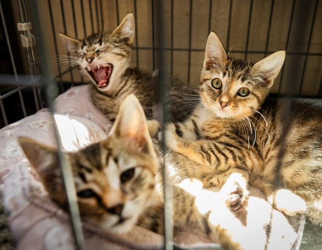 房卡攻略“微信宝马链接大厅房卡”详细房卡教程 房卡攻略“微信宝马链接大厅房卡”详细房卡教程