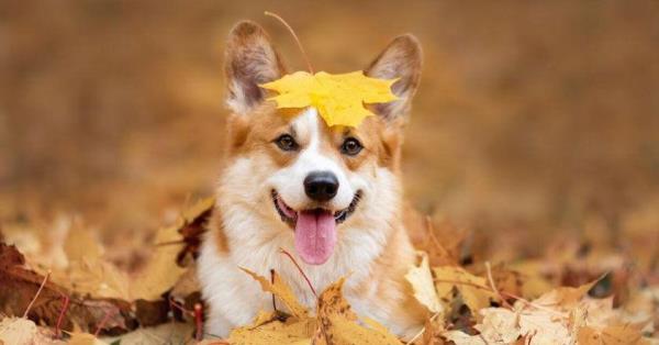 房卡一分钟“微信牛牛链接”房卡详细使用教程