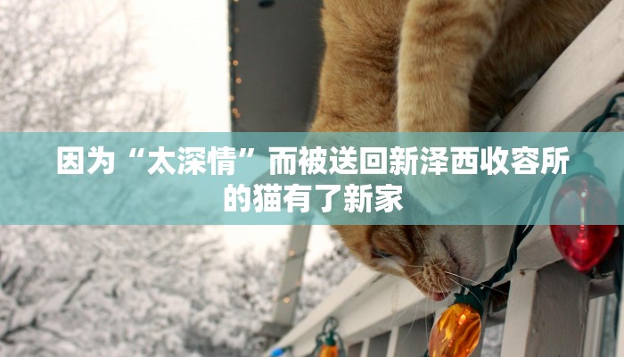 因为“太深情”而被送回新泽西收容所的猫有了新家