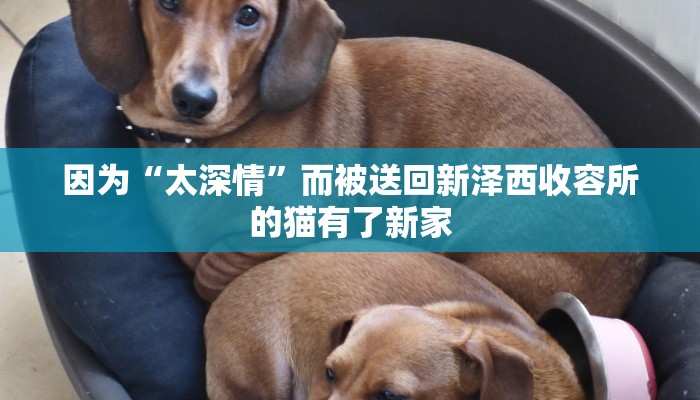 因为“太深情”而被送回新泽西收容所的猫有了新家 因为“太深情”而被送回新泽西收容所的猫有了新家