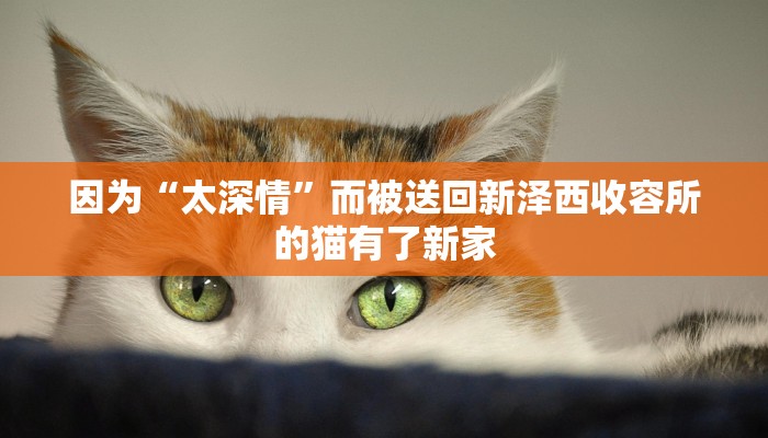 因为“太深情”而被送回新泽西收容所的猫有了新家 因为“太深情”而被送回新泽西收容所的猫有了新家
