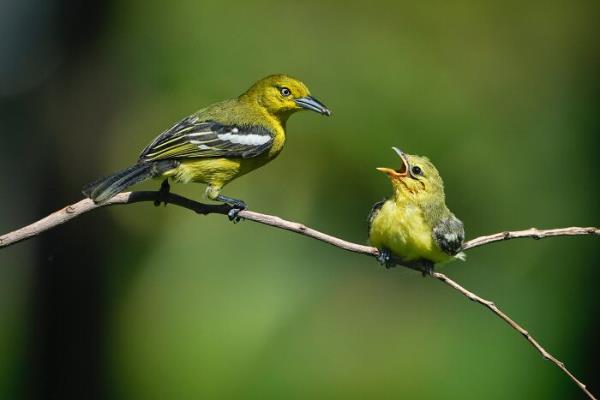 推荐一款”欢喜广西麻将十三张有挂么”(曝光透视必备猫腻)