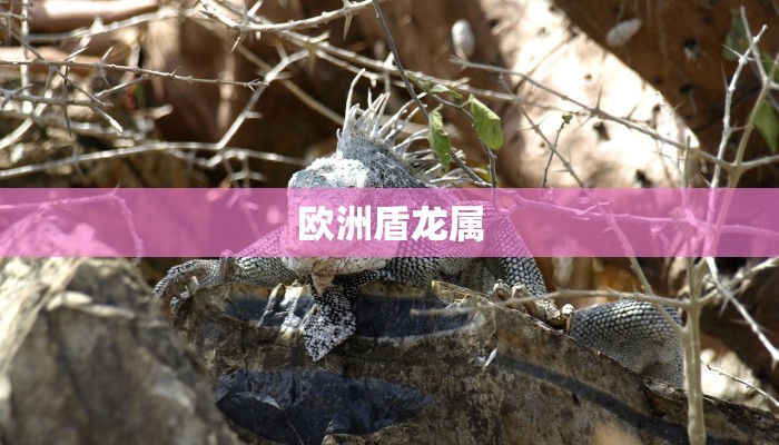 玩家辅助神器:“微乐麻将开挂神器下载安装”其实确实有挂 玩家辅助神器:“微乐麻将开挂神器下载安装”其实确实有挂