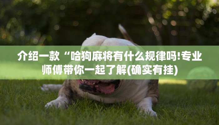 介绍一款“哈狗麻将有什么规律吗!专业师傅带你一起了解(确实有挂)