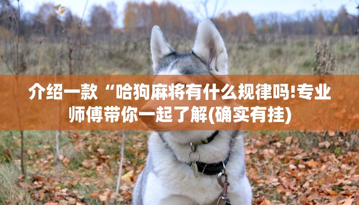 介绍一款“哈狗麻将有什么规律吗!专业师傅带你一起了解(确实有挂)