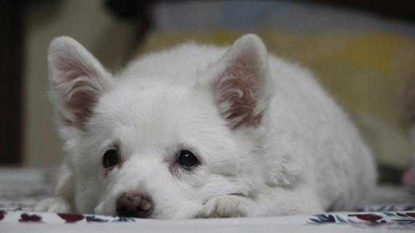 英国皇家防止虐待动物协会指控一对夫妇虐待动物，因为他们的老狗无法进食