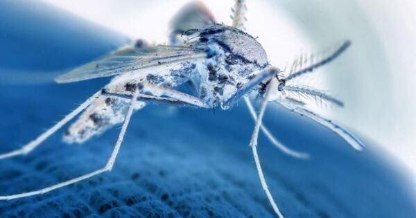 新的疟疾抗体药物可防止成人感染6个月