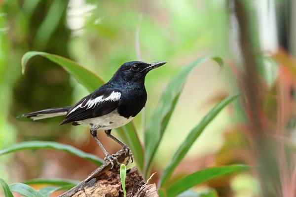 玩家攻略“新漫游大厅正版微信金花房卡”房卡详细使用教程