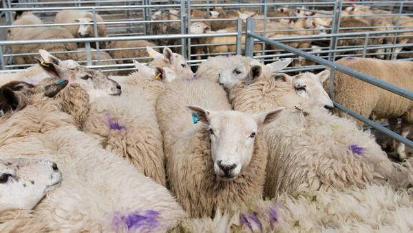 教程辅助“德扑之星辅助器购买”果然确实有挂