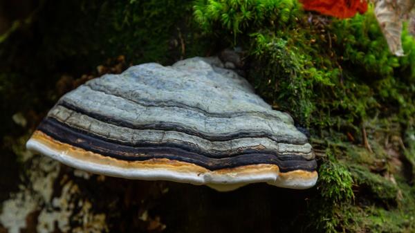 分享干货微信玩金花房卡在哪买-(详细分享开挂教程)