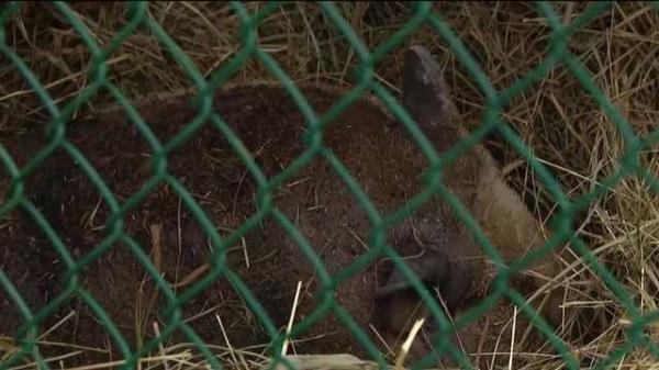 今日分享!微信斗牛大厅链接房卡-购买房卡介绍