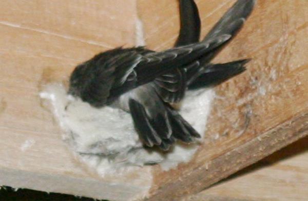 秒懂教程“狂飙大厅金花房卡”详细房卡教程