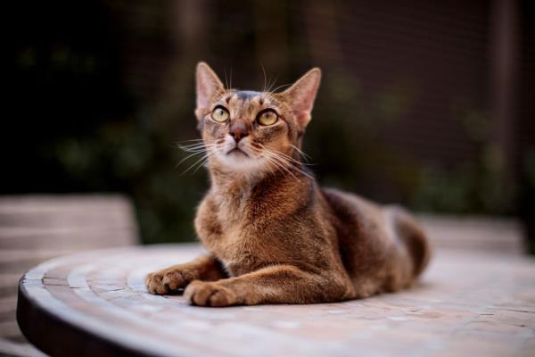 最新教你“吉祥棋牌刨幺开挂作弊挂软件”开挂(透视)辅助教程