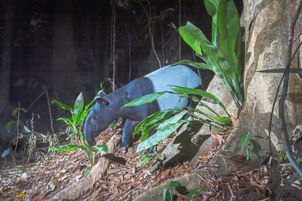 The Malayan Tapir (Tapirus indicus) is native to South-East Asia from the Malay peninsula to Sumatra.