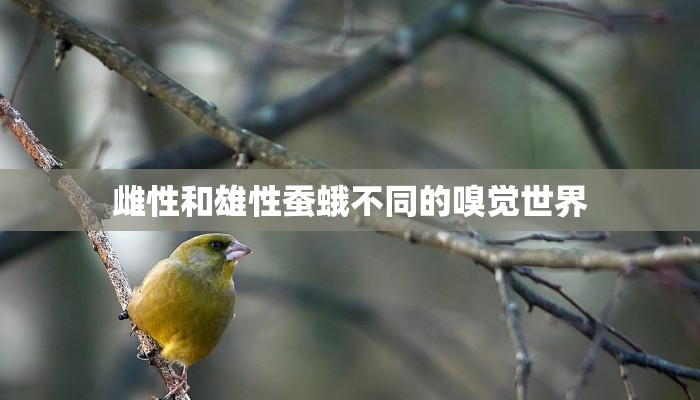 最新教你“中至余干麻将开挂神器”(曝光透视必备猫腻)