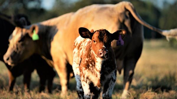 一分钟教大家!微信群斗牛房卡如何充值-获取房卡教程