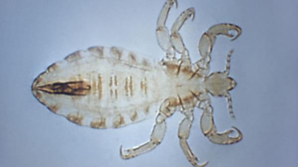 秒懂教程“八戒大厅在哪里买房卡”获取房卡方式 秒懂教程“八戒大厅在哪里买房卡”获取房卡方式