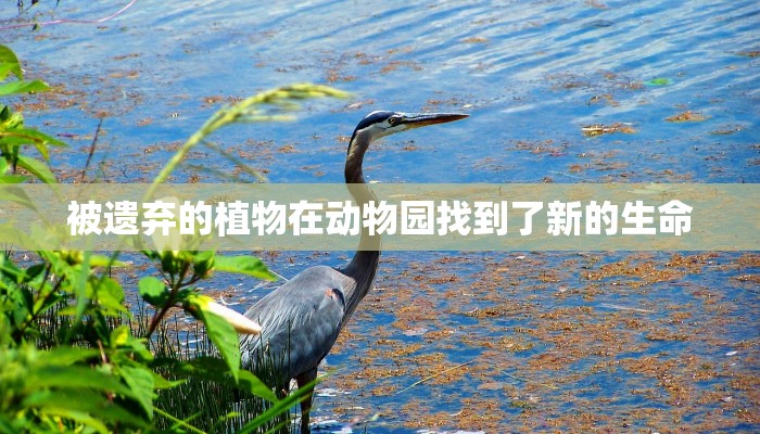 玩家必看教程“随意玩棋牌开挂神器是真的吗”(原来确实是有挂)