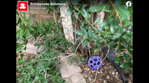 你能在这张亚利桑那州的照片中找到藏在里面的菱形响尾蛇吗？这并不容易