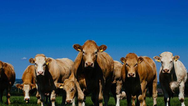 爱尔兰草饲牛肉PGI获得欧盟委员会的批准