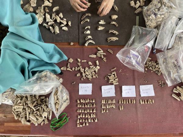 弗朗西斯科·达戈霍伊的骨头将在达戈霍伊博物馆展出