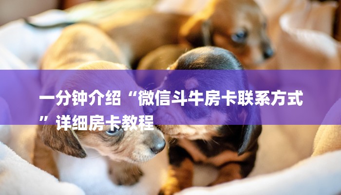 一分钟普及“牛牛房间房卡代理”详细步骤 一分钟普及“牛牛房间房卡代理”详细步骤