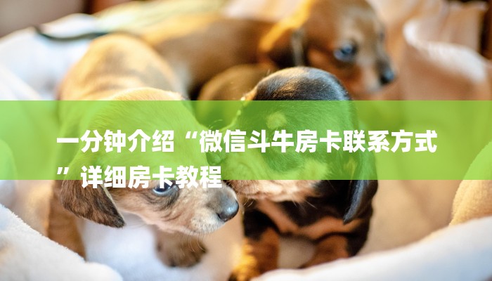 一分钟介绍“微信斗牛房卡联系方式
”详细房卡教程 一分钟介绍“微信斗牛房卡联系方式
”详细房卡教程