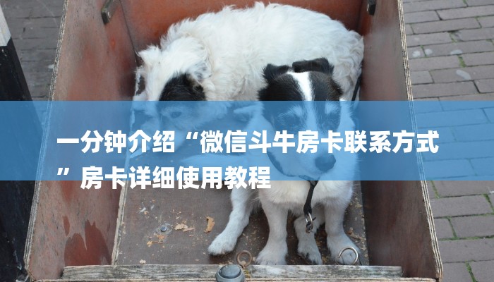 一分钟介绍“微信斗牛房卡联系方式
”房卡详细使用教程 一分钟介绍“微信斗牛房卡联系方式
”房卡详细使用教程