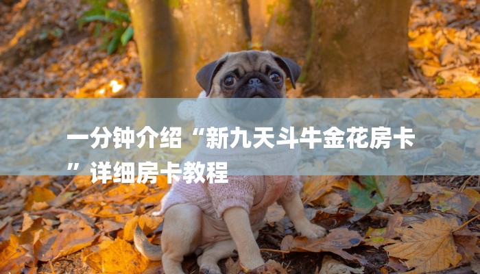 一分钟介绍“新九天斗牛金花房卡
”详细房卡教程 一分钟介绍“新九天斗牛金花房卡
”详细房卡教程